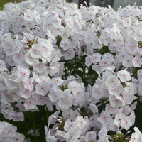 PHLOX PANICULATA - FASHIONABLY EARLY CRYSTAL