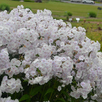 PHLOX PANICULATA - FASHIONABLY EARLY CRYSTAL