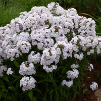 PHLOX PANICULATA - FASHIONABLY EARLY CRYSTAL