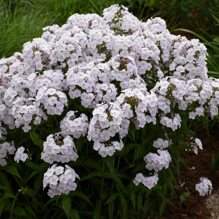 PHLOX FASHIONABLY EARLY CRYSTAL