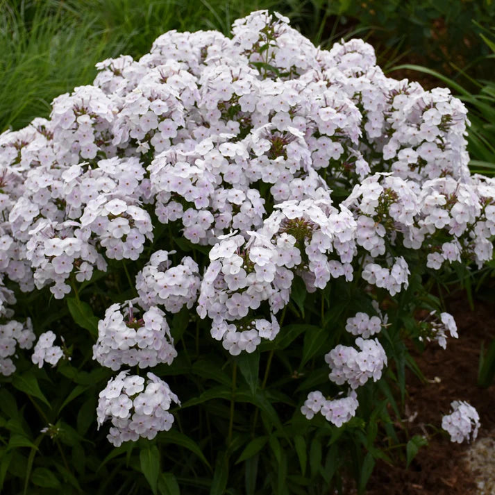 PHLOX PANICULATA - FASHIONABLY EARLY CRYSTAL