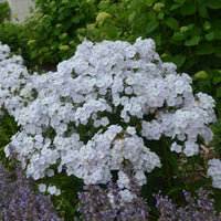 PHLOX PANICULATA - FASHIONABLY EARLY CRYSTAL