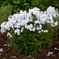 PHLOX PANICULATA - FASHIONABLY EARLY CRYSTAL