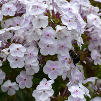 PHLOX PANICULATA - FASHIONABLY EARLY CRYSTAL