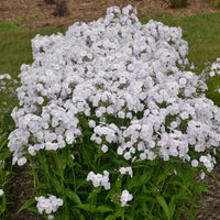 PHLOX PANICULATA - FASHIONABLY EARLY CRYSTAL