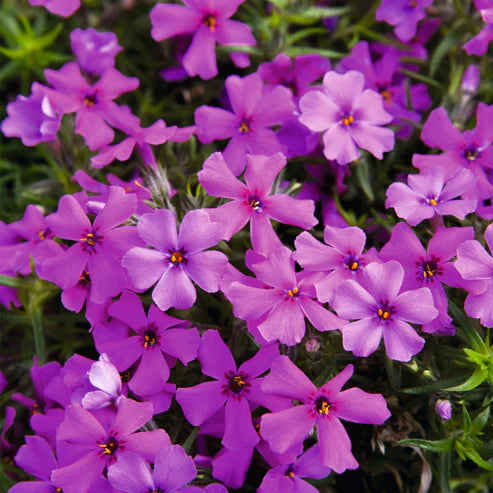 PHLOX SPRING DARK LEAF PINK