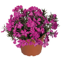 PHLOX SPRING DARK LEAF PINK