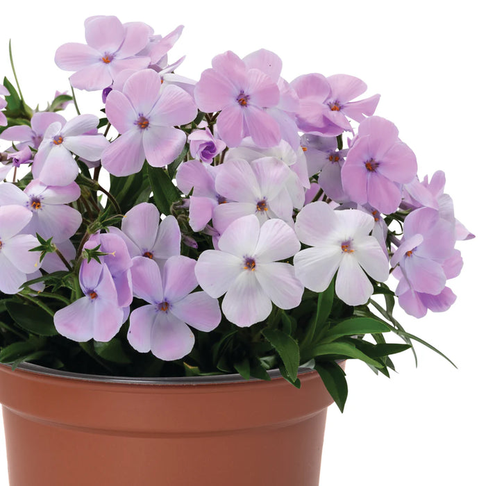 PHLOX SUBULATA