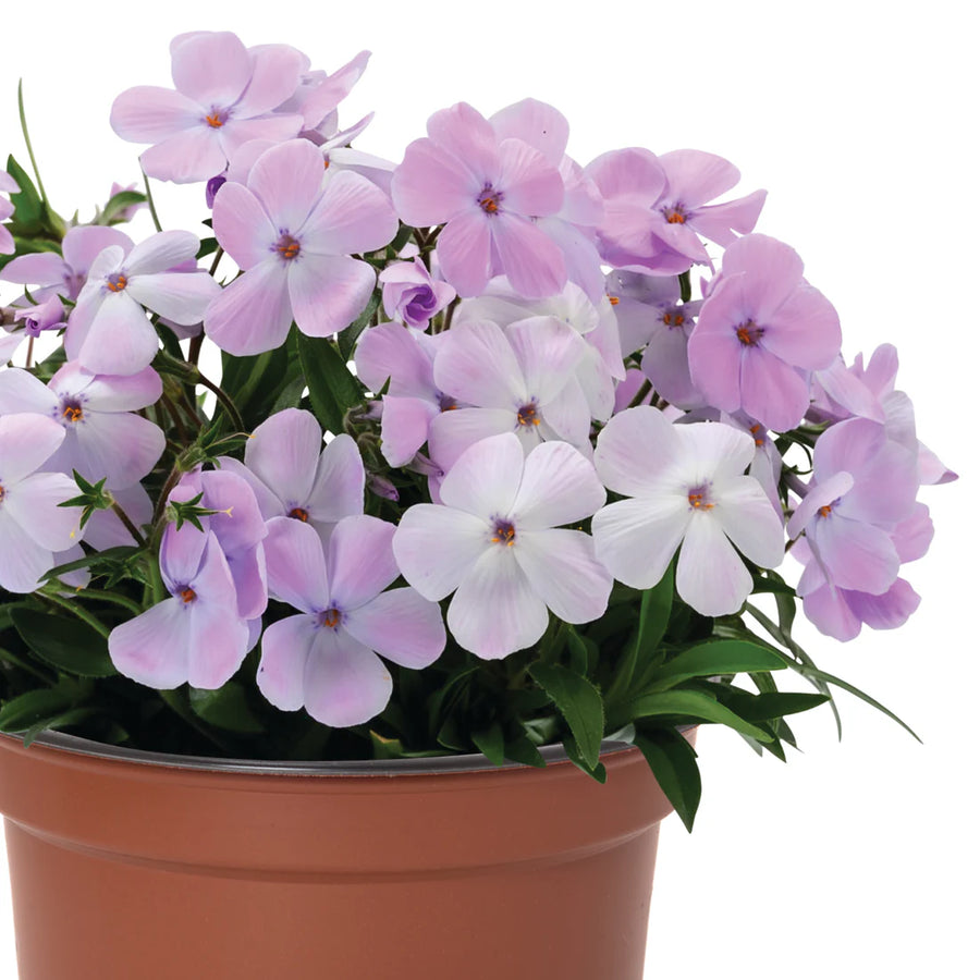 PHLOX SUBULATA