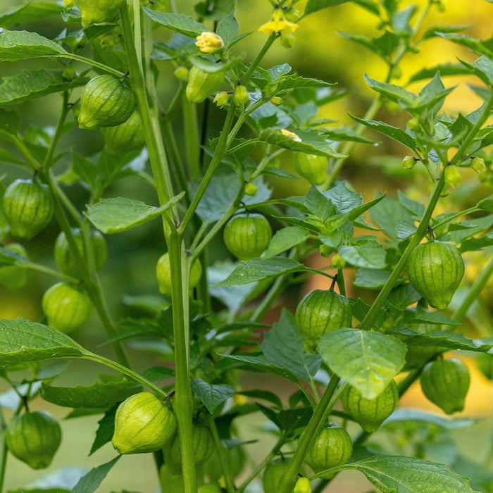 PHYSALIS PHILADELPHICA - IXOCARPA (TOMATILLE)