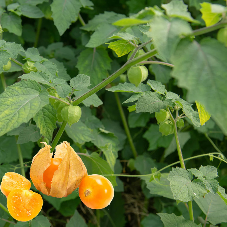 PHYSALIS PRUINOSA (CERISE DE TERRE)