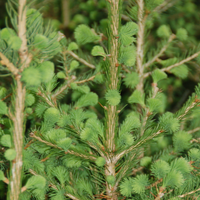 PICEA ABIES