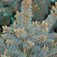 PICEA PUNGENS - BABY BLUE