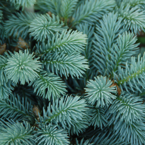 PICEA PUNGENS VAR. GLAUCA