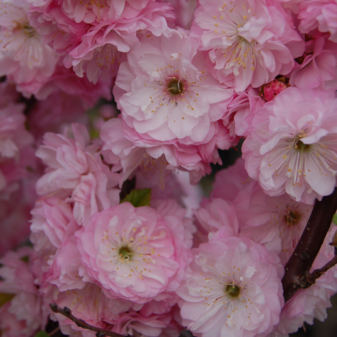 PRUNUS TRILOBA - MULTIPLEX