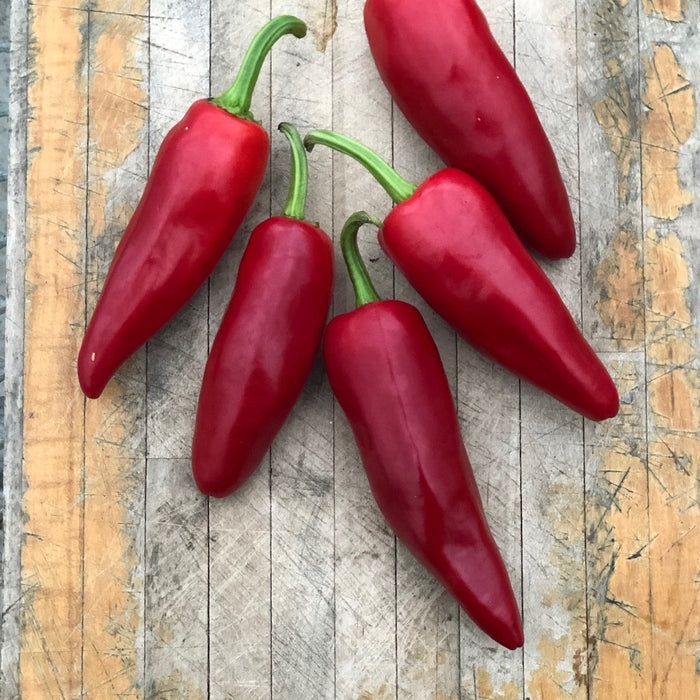 SEMENCES BIOLOGIQUES: PIMENT GORRIA