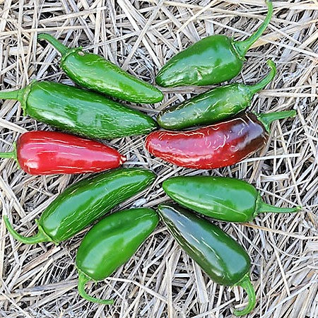 SEMENCES BIOLOGIQUES: PIMENT JALAPENO TAM