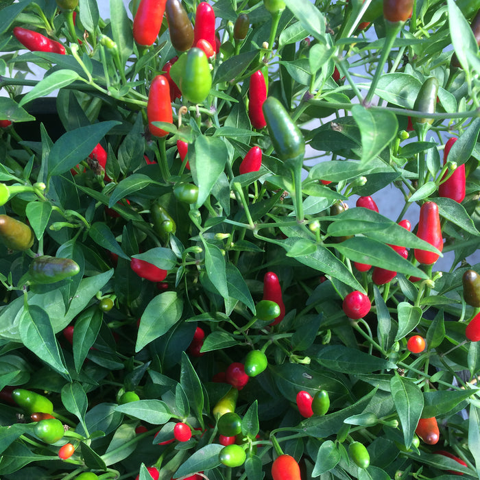 SEMENCES BIOLOGIQUES: PIMENT THAI HOT