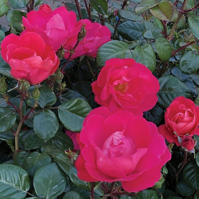 ROSA - PINK BRICK HOUSE