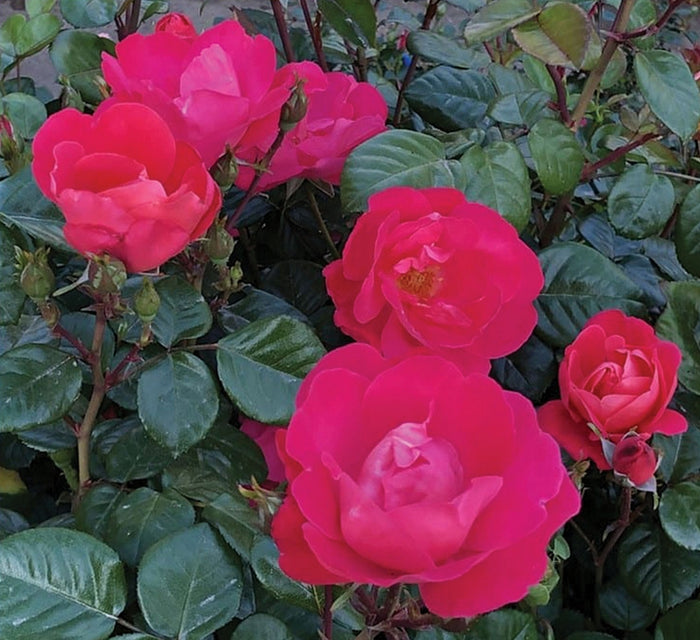 ROSA - PINK BRICK HOUSE