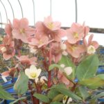 HELLEBORUS - HGC PINK FROST