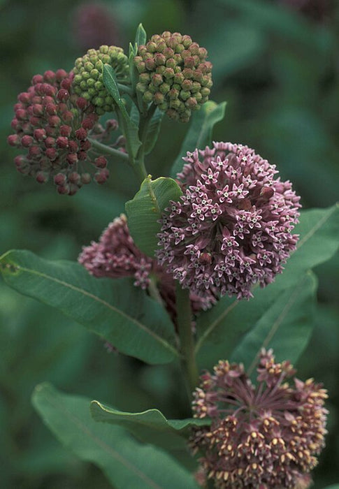 ASCLEPIAS SYRIACA