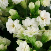 KALANCHOE BLOSSFELDIANA - CALANDIVA