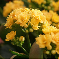 KALANCHOE BLOSSFELDIANA - CALANDIVA