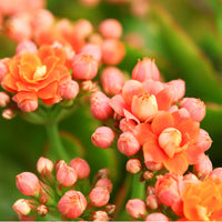 KALANCHOE BLOSSFELDIANA - CALANDIVA