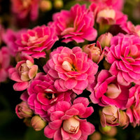 KALANCHOE BLOSSFELDIANA - CALANDIVA