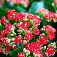 KALANCHOE BLOSSFELDIANA - CALANDIVA