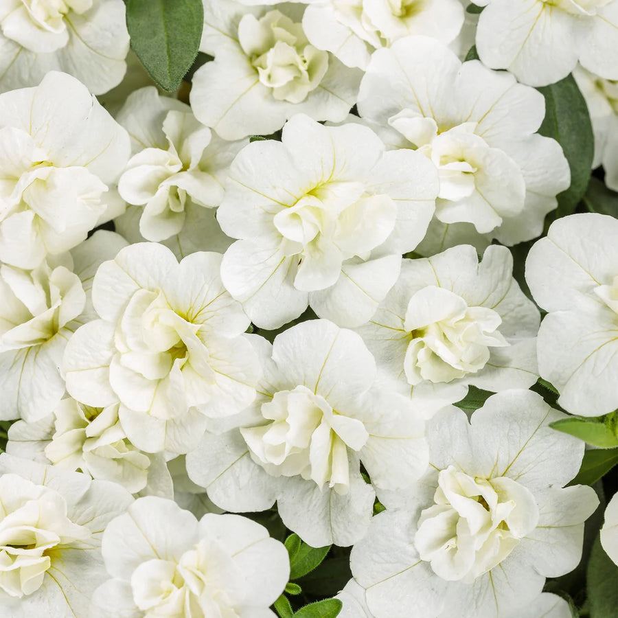 CALIBRACHOA HYBRID SUPERBELLS - DOUBLE WHITE