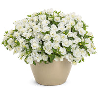 CALIBRACHOA HYBRID SUPERBELLS - DOUBLE WHITE