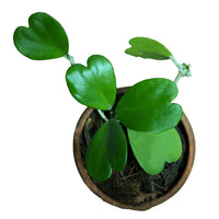 HOYA KERRII