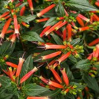 CUPHEA HYBRID - VERMILLIONNAIRE
