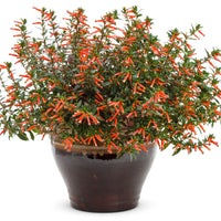 CUPHEA HYBRID - VERMILLIONNAIRE