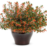 CUPHEA HYBRID - VERMILLIONAIRE