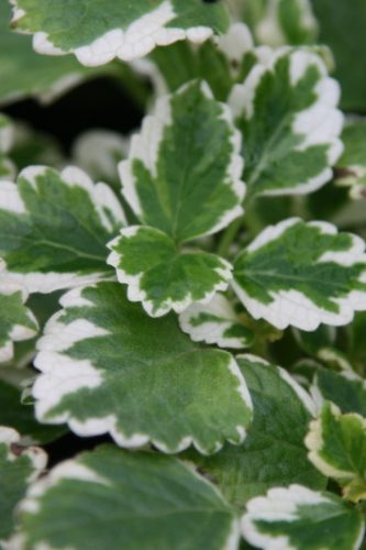 PLECTRANTHUS COLEOÏDE - PANACHÉ