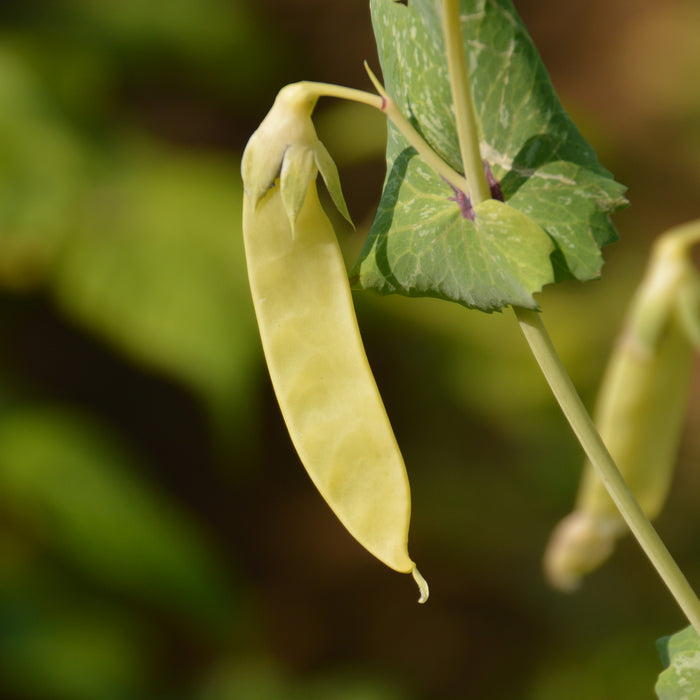 SEMENCES BIOLOGIQUES: POIS GOLDEN SWEET