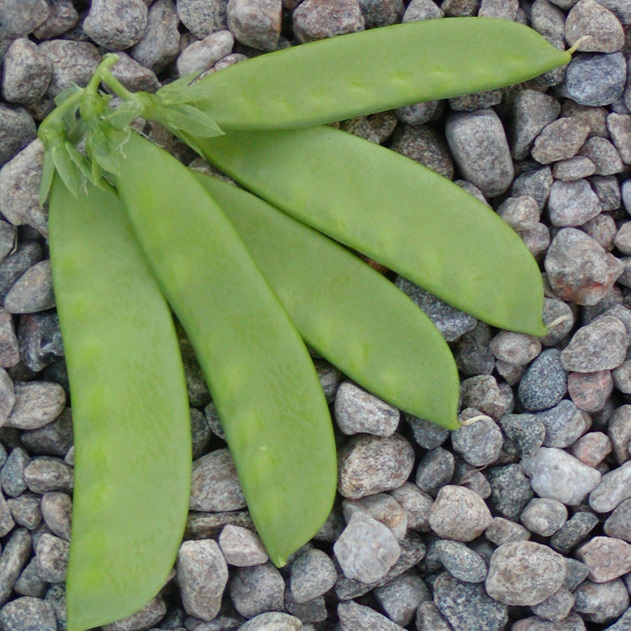 SEMENCES BIOLOGIQUES: POIS OREGON SUGAR POD