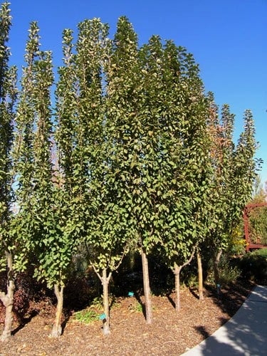 POMMIER COLONNADE EMERALD SPIRE