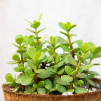 PORTULACARIA AFRA & VARIEGATA