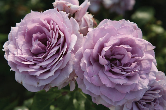 ROSA - POSEIDON