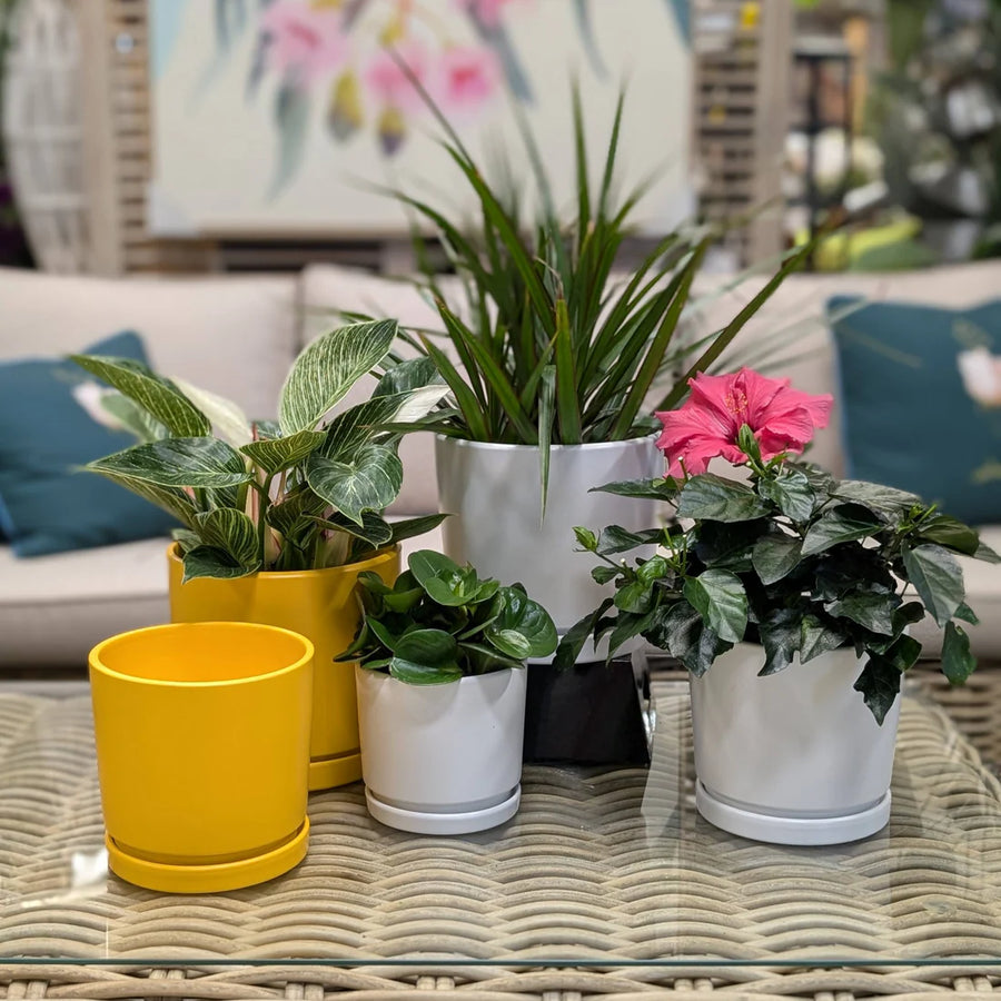 RUBY PLANTER: MILAN COLLECTION