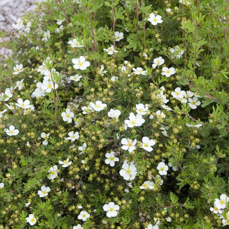 POTENTILLA FRUTICOSA - ABBOTSWOOD