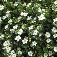 POTENTILLA FRUTICOSA - ABBOTSWOOD