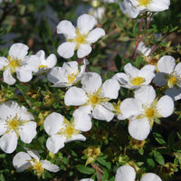POTENTILLA FRUTICOSA - ABBOTSWOOD