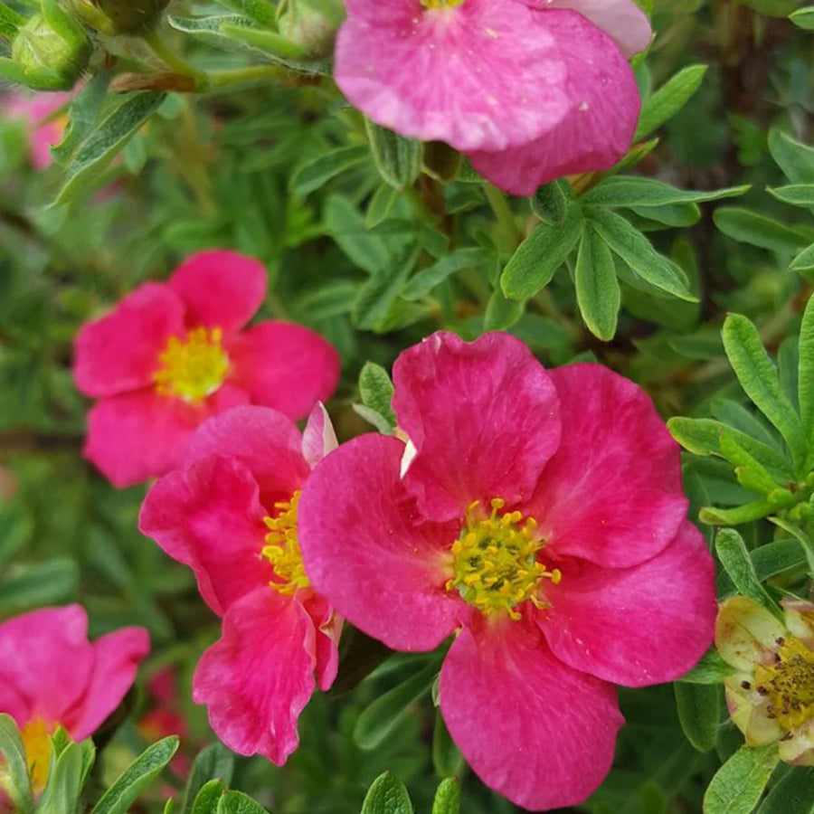 POTENTILLA FRUTICOSA BELLA BELLISSIMA