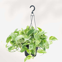 POTHOS - MARBLE QUEEN