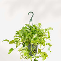 POTHOS - MARBLE QUEEN